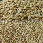 Premium Honey-Processed Arabica Green Coffee Beans – Yunnan Puer - Image 2