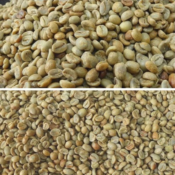 Premium Honey-Processed Arabica Green Coffee Beans – Yunnan Puer - Image 3