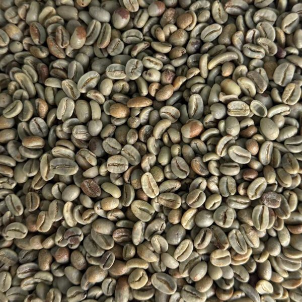 Premium Honey-Processed Arabica Green Coffee Beans – Yunnan Puer - Image 2