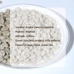 Premium Purple Caturra Washed Green Coffee Beans - Citrus & Floral Yunnan Specialty 1kg - Image 4