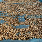 Premium Yunnan Baoshan Catimor AAA Green Coffee Beans 2kg - Image 6