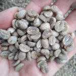 Premium Yunnan Baoshan Catimor AAA Green Coffee Beans 2kg - Image 2