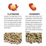 Premium Yunnan Washed Catimor Peaberry AA Green Coffee Beans - Hand-Selected Specialty Grade 500g - Image 5