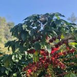 Premium Yunnan Grade 2 Peaberry Arabica Green Coffee Beans 2kg - Image 4