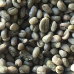 Premium Yunnan Grade 2 Peaberry Arabica Green Coffee Beans 2kg - Image 3