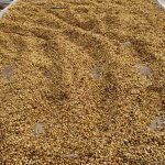 Yunnan Red Wine Natural Process Arabica Green Coffee Beans 1kg - Image 3