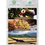 Organic Yunnan Arabica Coffee Beans - Medium Roast, Rainforest Alliance Certified 500g - Image 2
