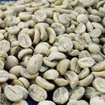 Yunnan AAA Catimor Green Coffee Beans, High-Altitude Washed Arabica 1kg