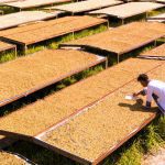 Yunnan Puer French Roast Arabica Coffee Beans - Premium Dark Roast 500g - Image 8