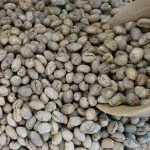 Yunnan Washed Peaberry (PB) Green Coffee Beans, Premium Arabica 1kg - Image 6